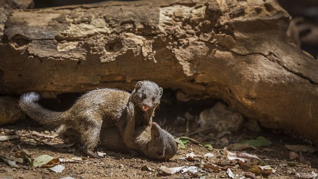Two Common dwarf mongoose fighting in Kruger National park, South Africa ; Specie Helogale parvula family of Herpestidae