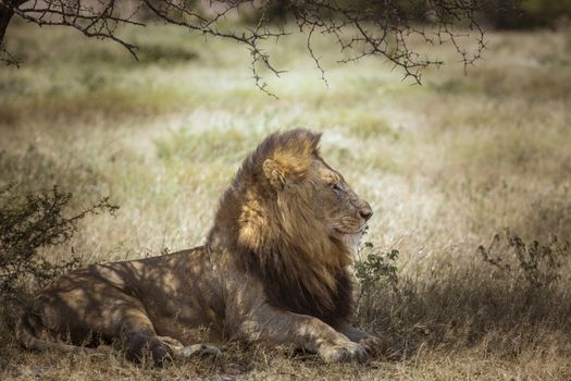 African lion lying down under shadow in Kruger National park, South Africa ; Specie Panthera leo family of Felidae
