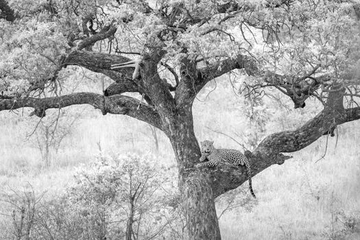 Leopard resting after eating prey in a tree in Kruger National park, South Africa ; Specie Panthera pardus family of Felidae