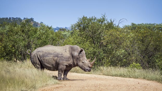 Southern white rhinoceros crossing safari gravel road in Kruger National park, South Africa ; Specie Ceratotherium simum simum family of Rhinocerotidae