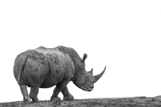 Southern white rhinoceros isolated in white background in Kruger National park, South Africa ; Specie Ceratotherium simum simum family of Rhinocerotidae