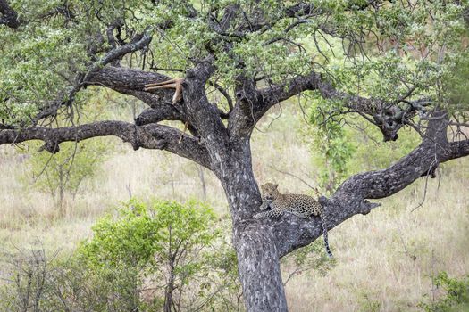 Leopard resting after eating prey in a tree in Kruger National park, South Africa ; Specie Panthera pardus family of Felidae