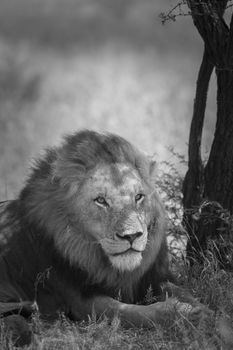 African lion male portrait in Kruger National park, South Africa ; Specie Panthera leo family of Felidae