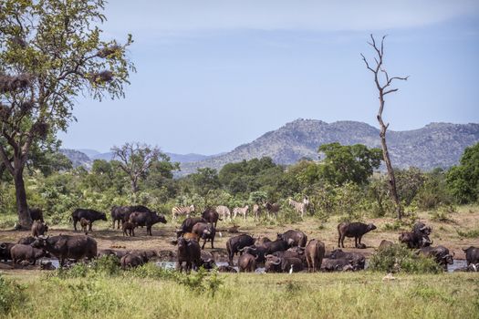 African buffalo herd and zebras in Kruger National park, South Africa ; Specie Syncerus caffer family of Bovidae