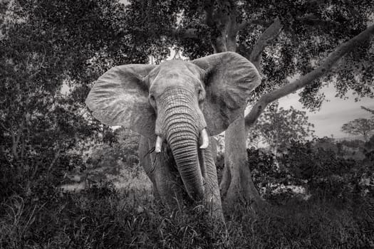 African bush elephant charging open ears in Kruger National park, South Africa ; Specie Loxodonta africana family of Elephantidae