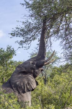 African bush elephant eating with trunk up in Kruger National park, South Africa ; Specie Loxodonta africana family of Elephantidae