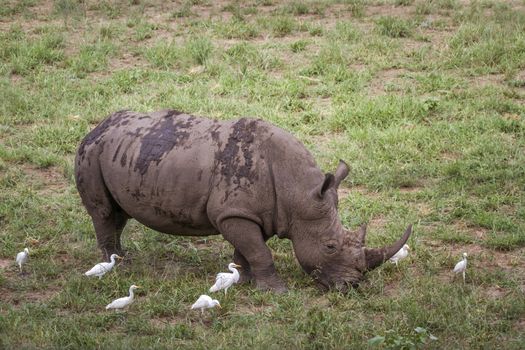 Southern white rhinoceros grazing with cattle egret in Kruger National park, South Africa ; Specie Ceratotherium simum simum family of Rhinocerotidae