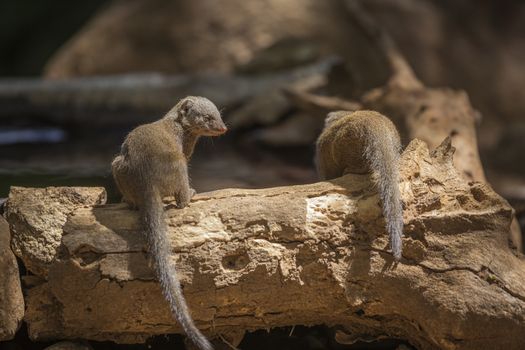 Common dwarf mongoose by water pond in Kruger National park, South Africa ; Specie Helogale parvula family of Herpestidae