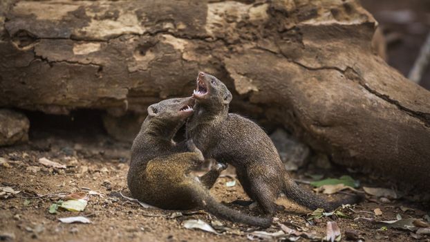 Two Common dwarf mongoose fighting in Kruger National park, South Africa ; Specie Helogale parvula family of Herpestidae
