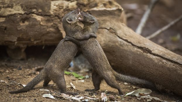 Two Common dwarf mongoose fighting in Kruger National park, South Africa ; Specie Helogale parvula family of Herpestidae