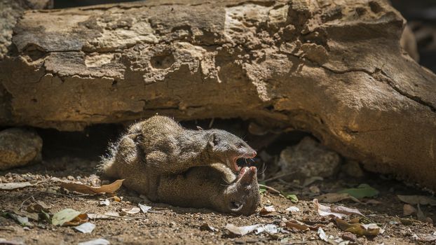 Two Common dwarf mongoose fighting in Kruger National park, South Africa ; Specie Helogale parvula family of Herpestidae