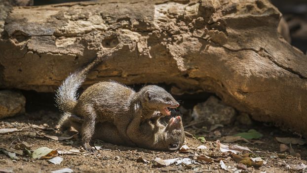 Two Common dwarf mongoose fighting in Kruger National park, South Africa ; Specie Helogale parvula family of Herpestidae