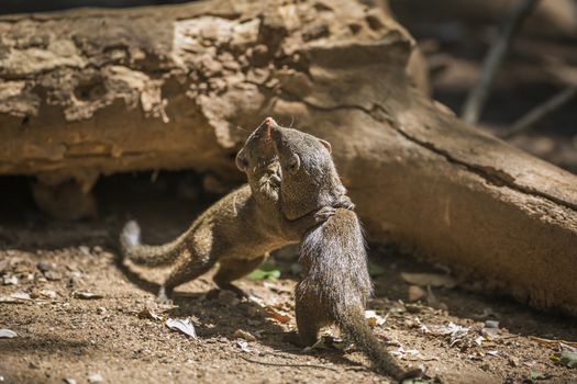 Two Common dwarf mongoose fighting in Kruger National park, South Africa ; Specie Helogale parvula family of Herpestidae