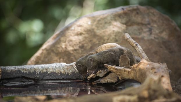 Two Common dwarf mongoose drinking in water pond in Kruger National park, South Africa ; Specie Helogale parvula family of Herpestidae