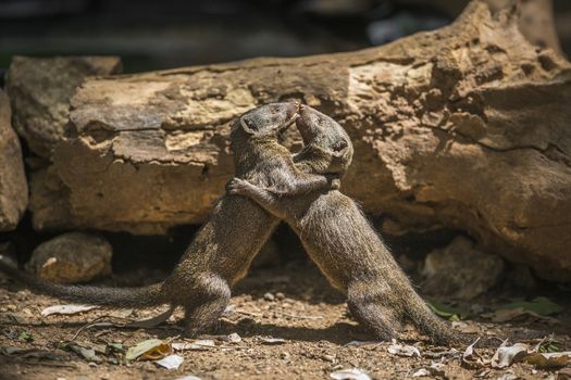 Two Common dwarf mongoose fighting in Kruger National park, South Africa ; Specie Helogale parvula family of Herpestidae
