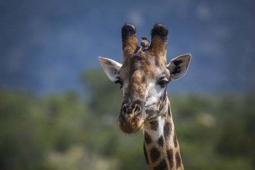 Giraffe portrait isolated in natural background in Kruger National park, South Africa ; Specie Giraffa camelopardalis family of Giraffidae