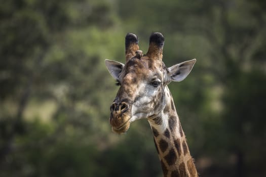 Giraffe portrait isolated in natural background in Kruger National park, South Africa ; Specie Giraffa camelopardalis family of Giraffidae
