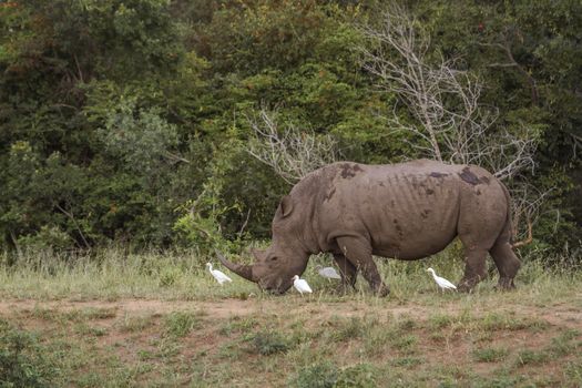 Southern white rhinoceros grazing with cattle egret in Kruger National park, South Africa ; Specie Ceratotherium simum simum family of Rhinocerotidae