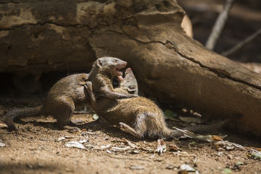 Two Common dwarf mongoose fighting in Kruger National park, South Africa ; Specie Helogale parvula family of Herpestidae