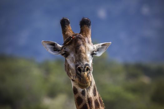 Giraffe portrait isolated in natural background in Kruger National park, South Africa ; Specie Giraffa camelopardalis family of Giraffidae