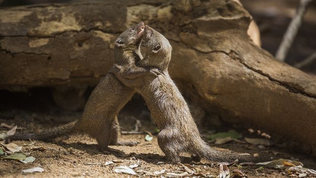 Two Common dwarf mongoose fighting in Kruger National park, South Africa ; Specie Helogale parvula family of Herpestidae