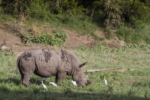 Southern white rhinoceros grazing with cattle egret in Kruger National park, South Africa ; Specie Ceratotherium simum simum family of Rhinocerotidae