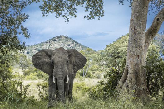 African bush elephant open hear in front view in Kruger National park, South Africa ; Specie Loxodonta africana family of Elephantidae