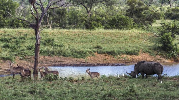 Southern white rhinoceros and waterbuck in lake side in Kruger National park, South Africa ; Specie Ceratotherium simum simum family of Rhinocerotidae