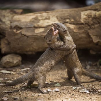 Two Common dwarf mongoose fighting in Kruger National park, South Africa ; Specie Helogale parvula family of Herpestidae