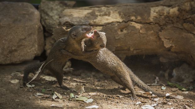 Two Common dwarf mongoose fighting in Kruger National park, South Africa ; Specie Helogale parvula family of Herpestidae