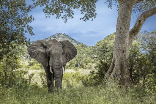 African bush elephant open hear in front view in Kruger National park, South Africa ; Specie Loxodonta africana family of Elephantidae