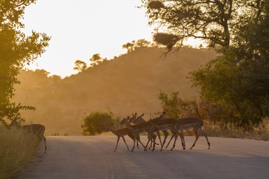 Common Impala crossing safari road at sunrise in Kruger National park, South Africa ; Specie Aepyceros melampus family of Bovidae