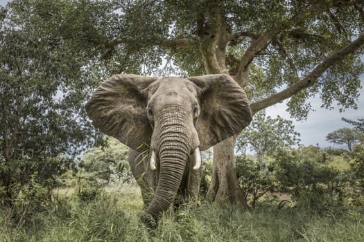 African bush elephant charging open ears in Kruger National park, South Africa ; Specie Loxodonta africana family of Elephantidae