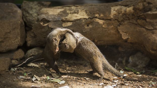 Two Common dwarf mongoose fighting in Kruger National park, South Africa ; Specie Helogale parvula family of Herpestidae