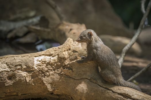 Common dwarf mongoose standing on log in Kruger National park, South Africa ; Specie Helogale parvula family of Herpestidae