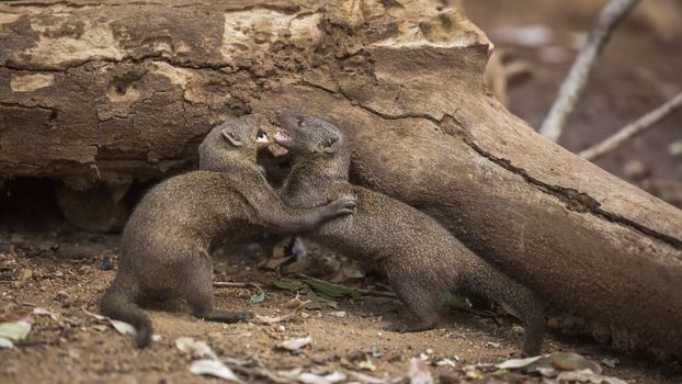 Two Common dwarf mongoose fighting in Kruger National park, South Africa ; Specie Helogale parvula family of Herpestidae