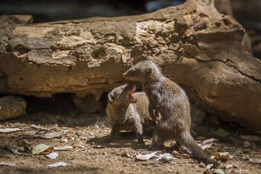 Two Common dwarf mongoose fighting in Kruger National park, South Africa ; Specie Helogale parvula family of Herpestidae