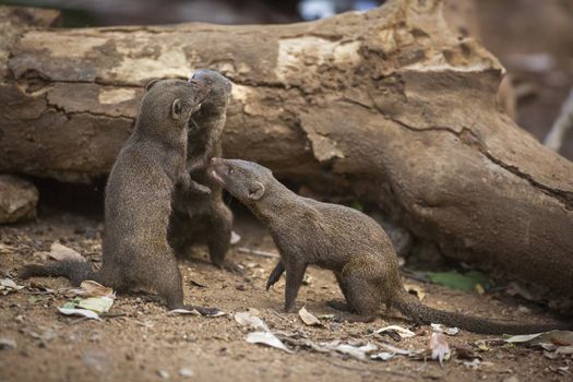 Three Common dwarf mongoose playing in Kruger National park, South Africa ; Specie Helogale parvula family of Herpestidae
