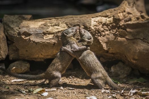 Two Common dwarf mongoose fighting in Kruger National park, South Africa ; Specie Helogale parvula family of Herpestidae