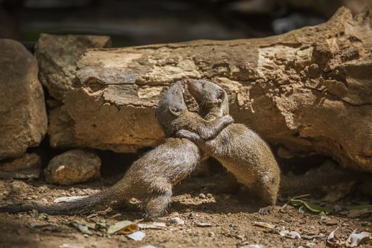 Two Common dwarf mongoose fighting in Kruger National park, South Africa ; Specie Helogale parvula family of Herpestidae