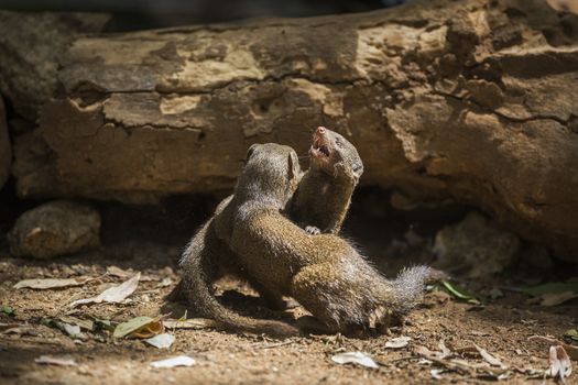 Two Common dwarf mongoose fighting in Kruger National park, South Africa ; Specie Helogale parvula family of Herpestidae