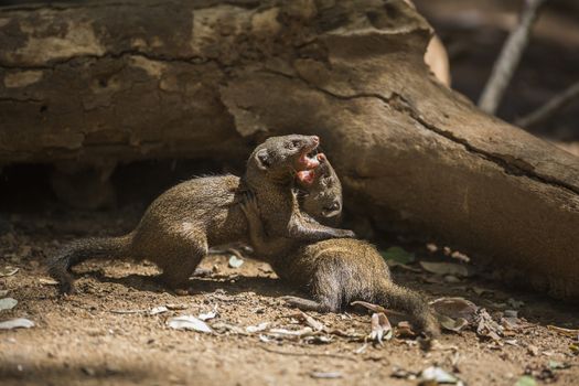 Two Common dwarf mongoose fighting in Kruger National park, South Africa ; Specie Helogale parvula family of Herpestidae