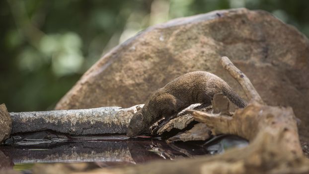 Two Common dwarf mongoose drinking in water pond in Kruger National park, South Africa ; Specie Helogale parvula family of Herpestidae