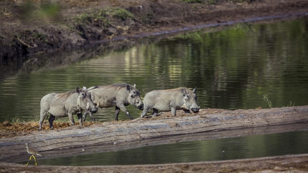 Three Common warthog walking in lake side in Kruger National park, South Africa ; Specie Phacochoerus africanus family of Suidae