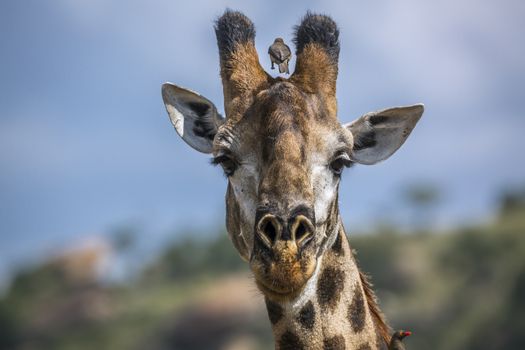 Giraffe portrait isolated in natural background in Kruger National park, South Africa ; Specie Giraffa camelopardalis family of Giraffidae