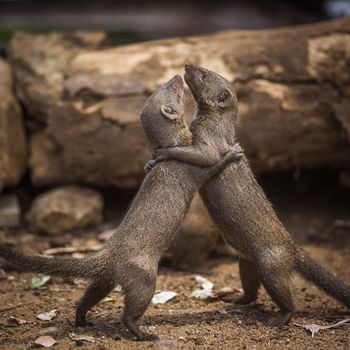 Two Common dwarf mongoose fighting in Kruger National park, South Africa ; Specie Helogale parvula family of Herpestidae