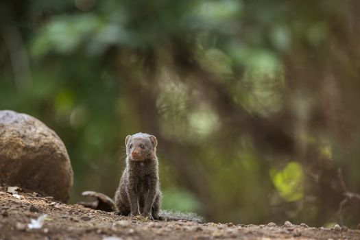 Common dwarf mongoose sitted with natural background in Kruger National park, South Africa ; Specie Helogale parvula family of Herpestidae