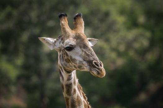 Giraffe portrait isolated in natural background in Kruger National park, South Africa ; Specie Giraffa camelopardalis family of Giraffidae