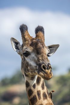 Giraffe portrait isolated in natural background in Kruger National park, South Africa ; Specie Giraffa camelopardalis family of Giraffidae