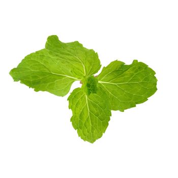 Fresh raw mint leaves isolated on white background.